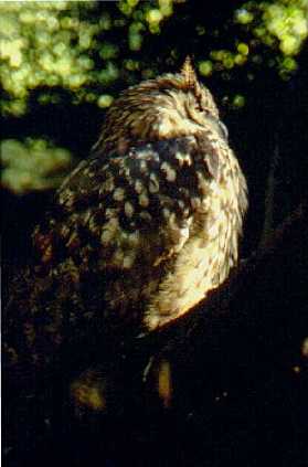 oehoe
