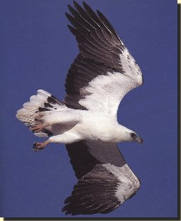 witbuikzeearend