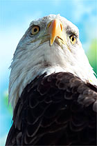 zeearend